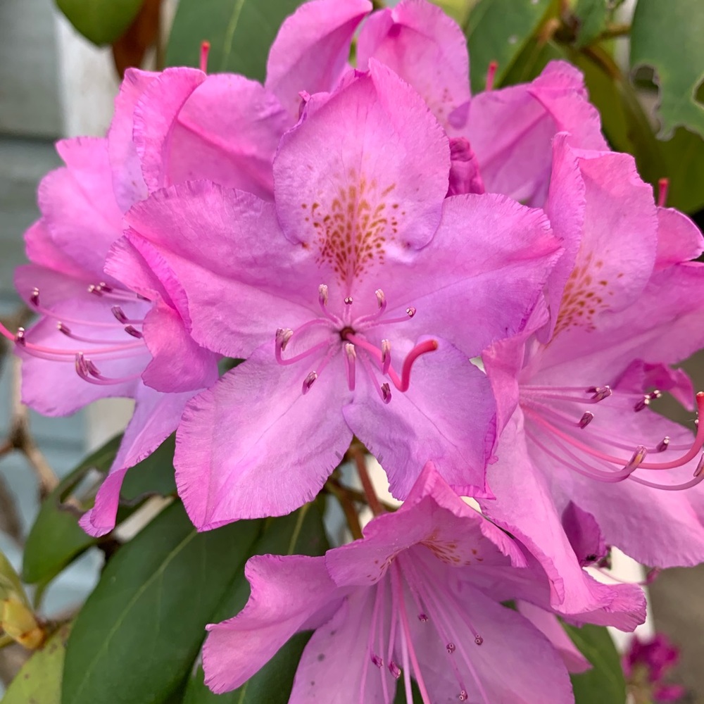 Meet your Posher, Kaylee